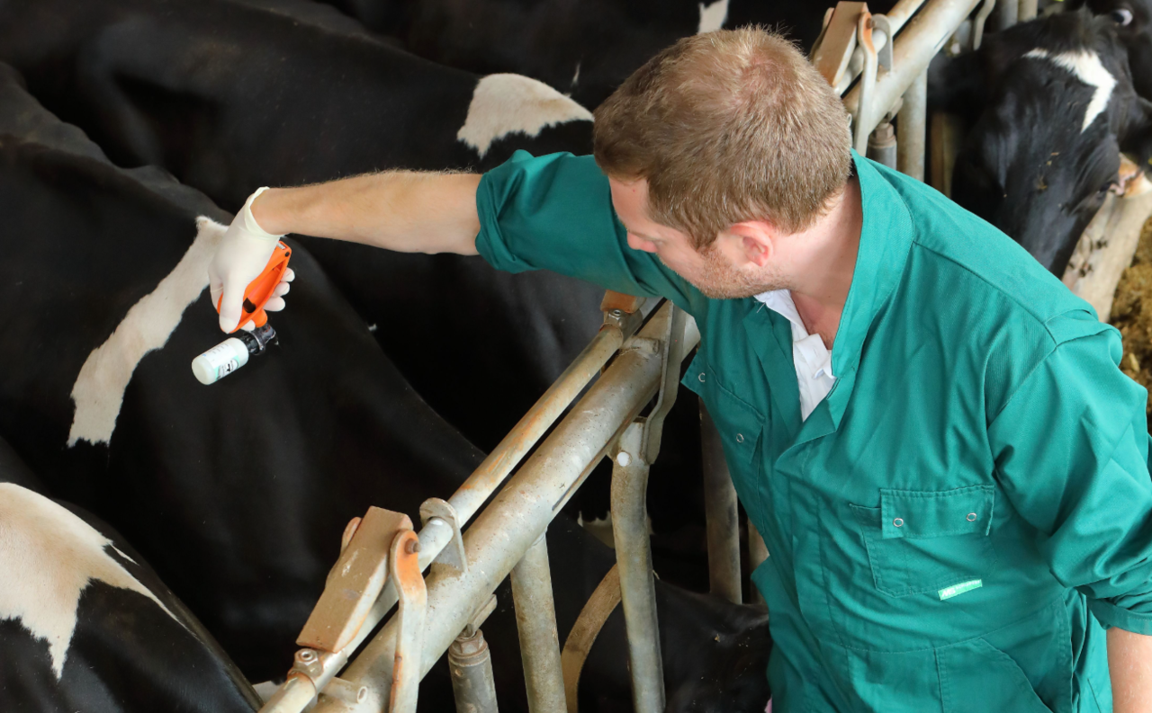 Blauzunge-Baden-W-rttemberg-bezuschusst-Impfung-weiter-mit-2-