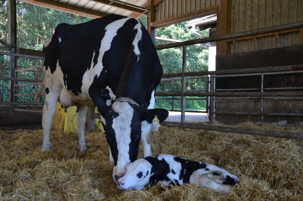 K-lber-K-he-Mast-Projekt-InnoRind-untersucht-zukunftsf-hige-Konzepte