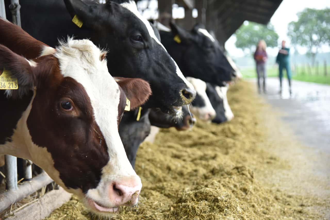 Norwegische-Molkerei-verzichtet-auf-Milch-von-Bovaer-Betrieben