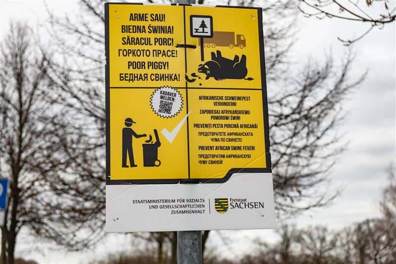 Sachsen-nach-f-nfeinhalb-Jahren-wieder-ASP-frei