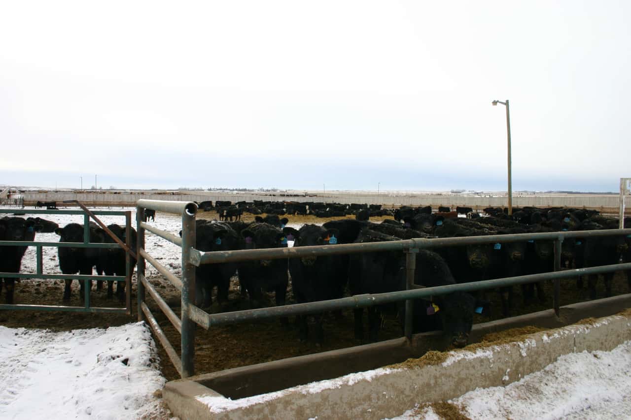 Weltweite-Rindfleischproduktion-geht-zur-ck