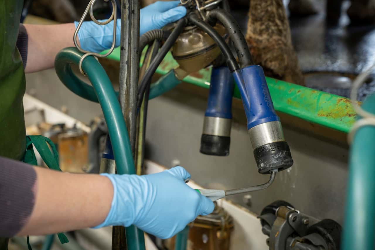 M-ssen-Milchviehbetriebe-in-Deutschland-jetzt-Vogelgrippe-bei-K-hen-f-rchten-