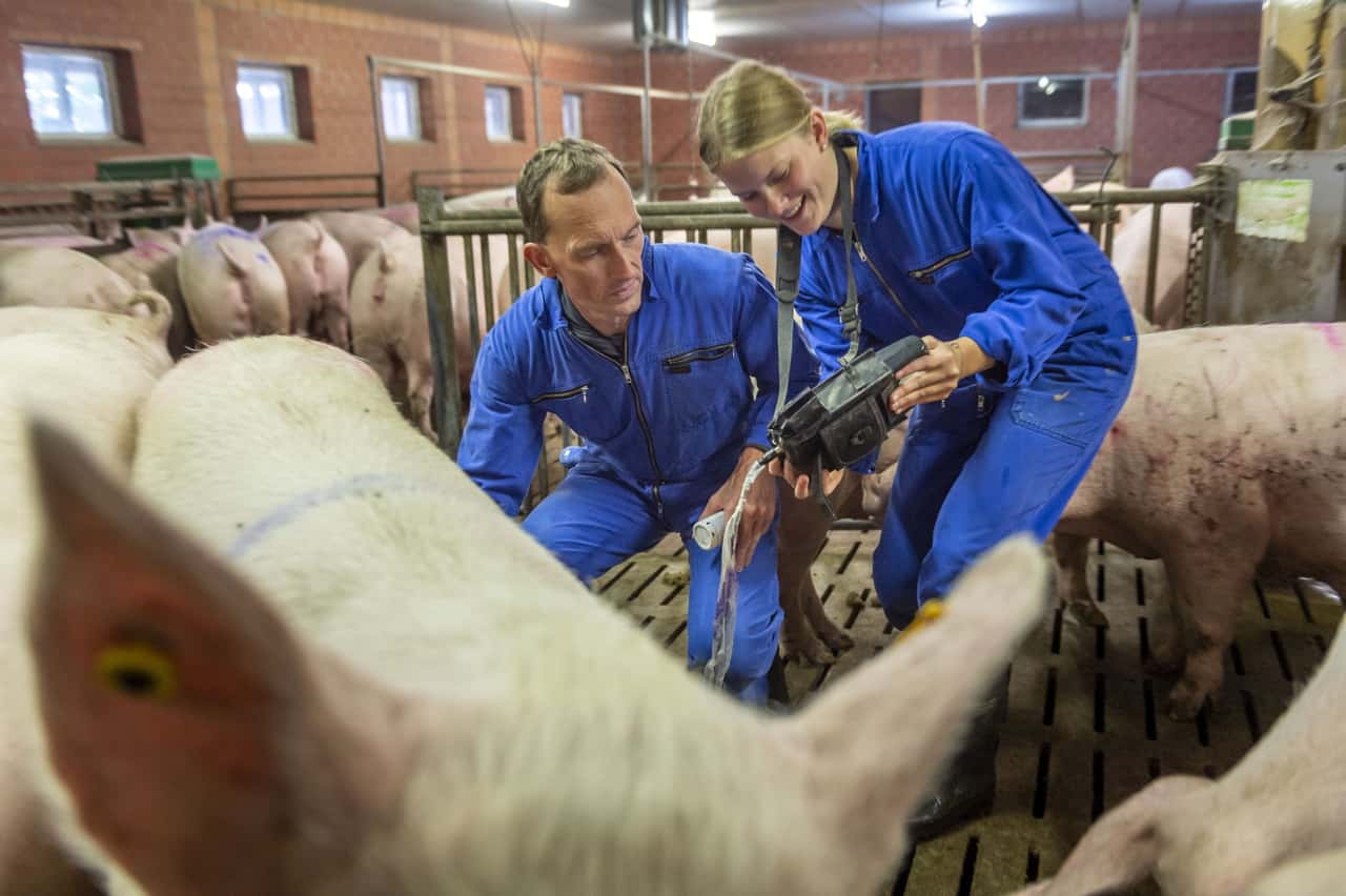 Junge Landwirtin ist überzeugt: „Die Sauenhaltung hat Zukunft!“