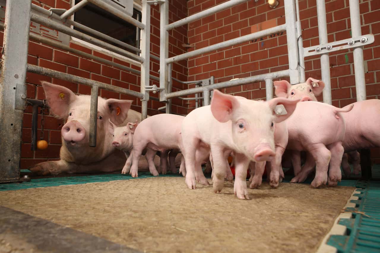 Kanada-l-sst-PRRS-resistente-Gentech-Schweine-zu