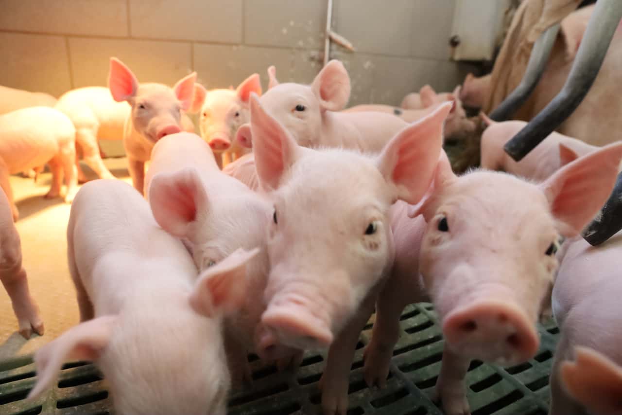 Ferkel-und-Schweinepreise-2026-Spaniens-ASP-d-mpft-Preiserwartung