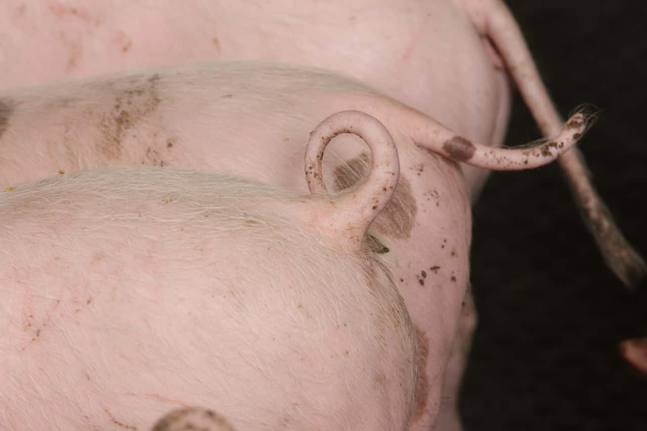 Niedersachsen-f-rdert-Schweinehaltung-Fast-1-Mio-f-r-Stallumbau-in-Echem