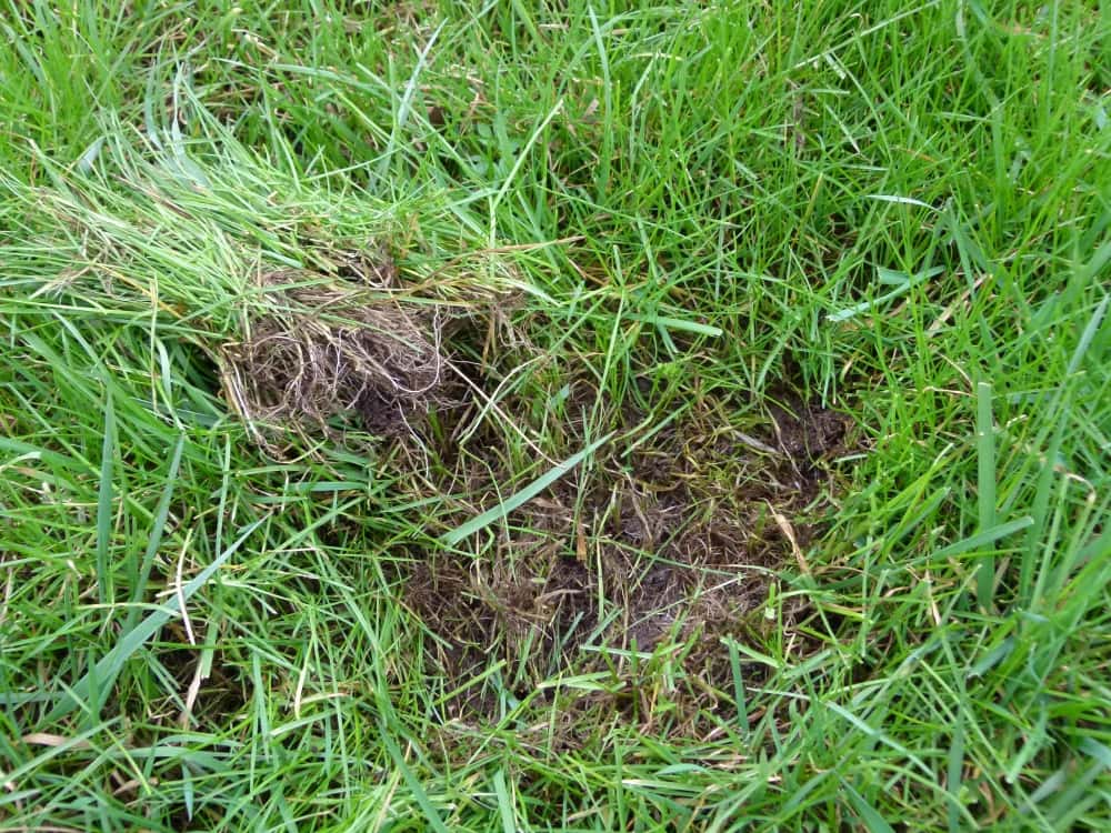 Jetzt-aktiv-werden-f-r-stabiles-Gr-nland-und-wirtschaftliches-Grundfutter