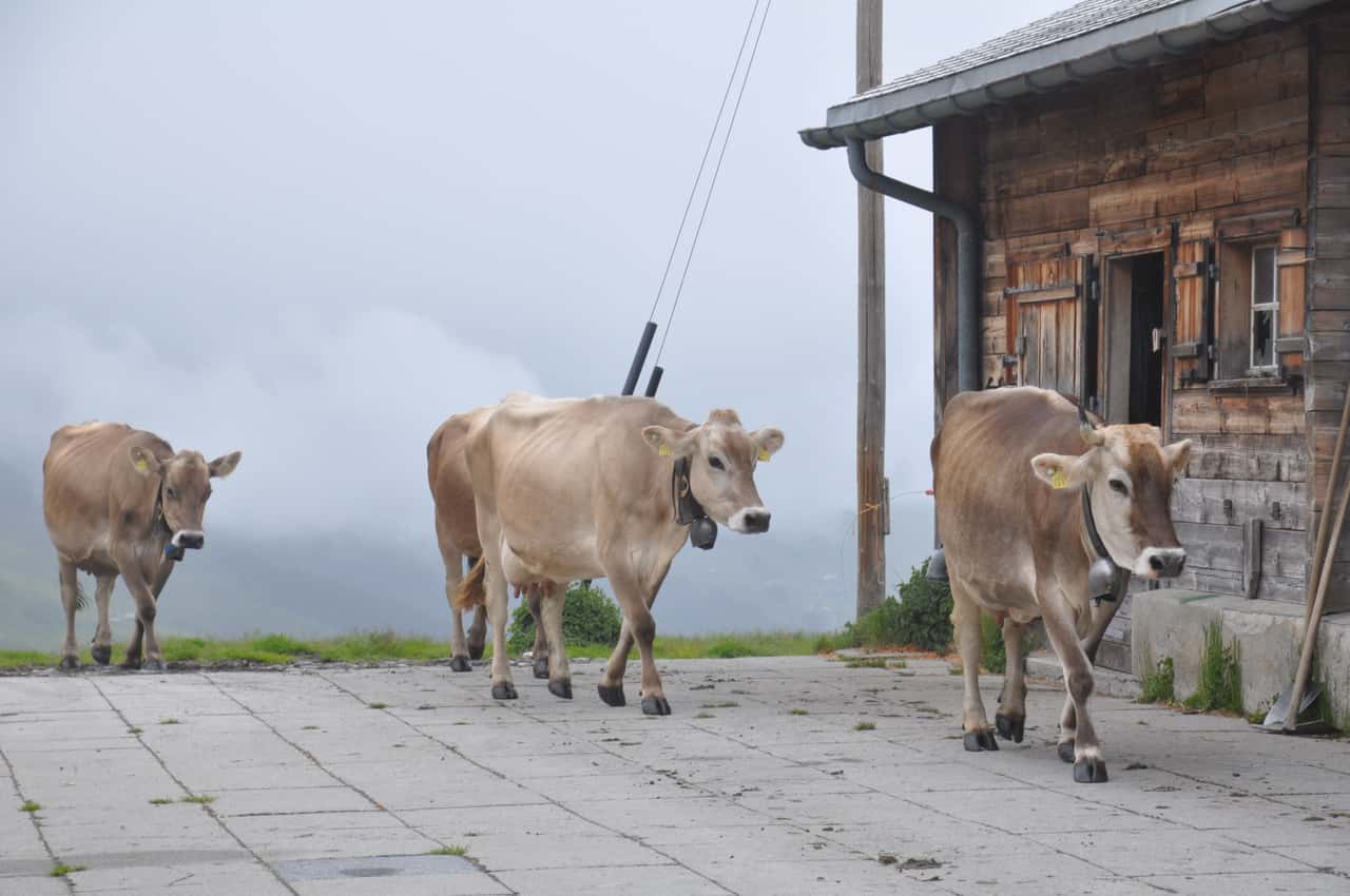 Schweizer-Milchbauernverband-trommelt-f-r-Milchreduktion-und-C-Milch-Export