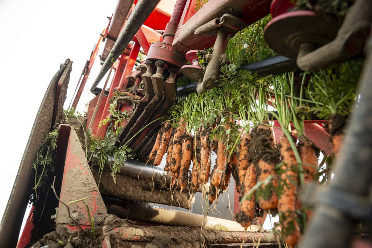 German organic production is insufficient: milk, meat, and vegetables are ...