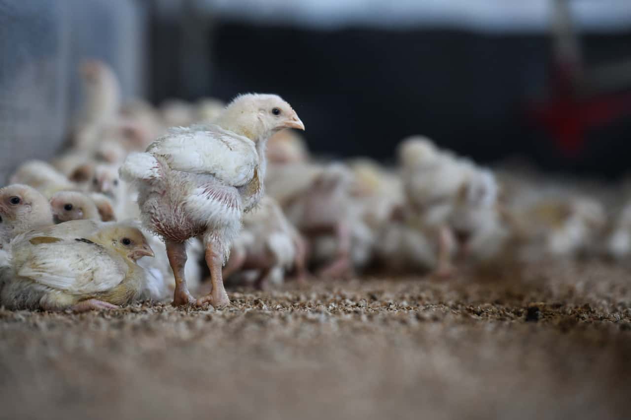 Newcastle disease continues to spread in Europe
