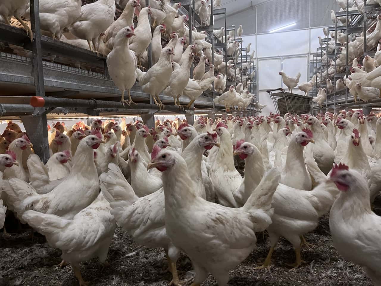 Vogelgrippe: So hat ein Amtsveterinär mit Teilkeulung die meisten Tiere ...