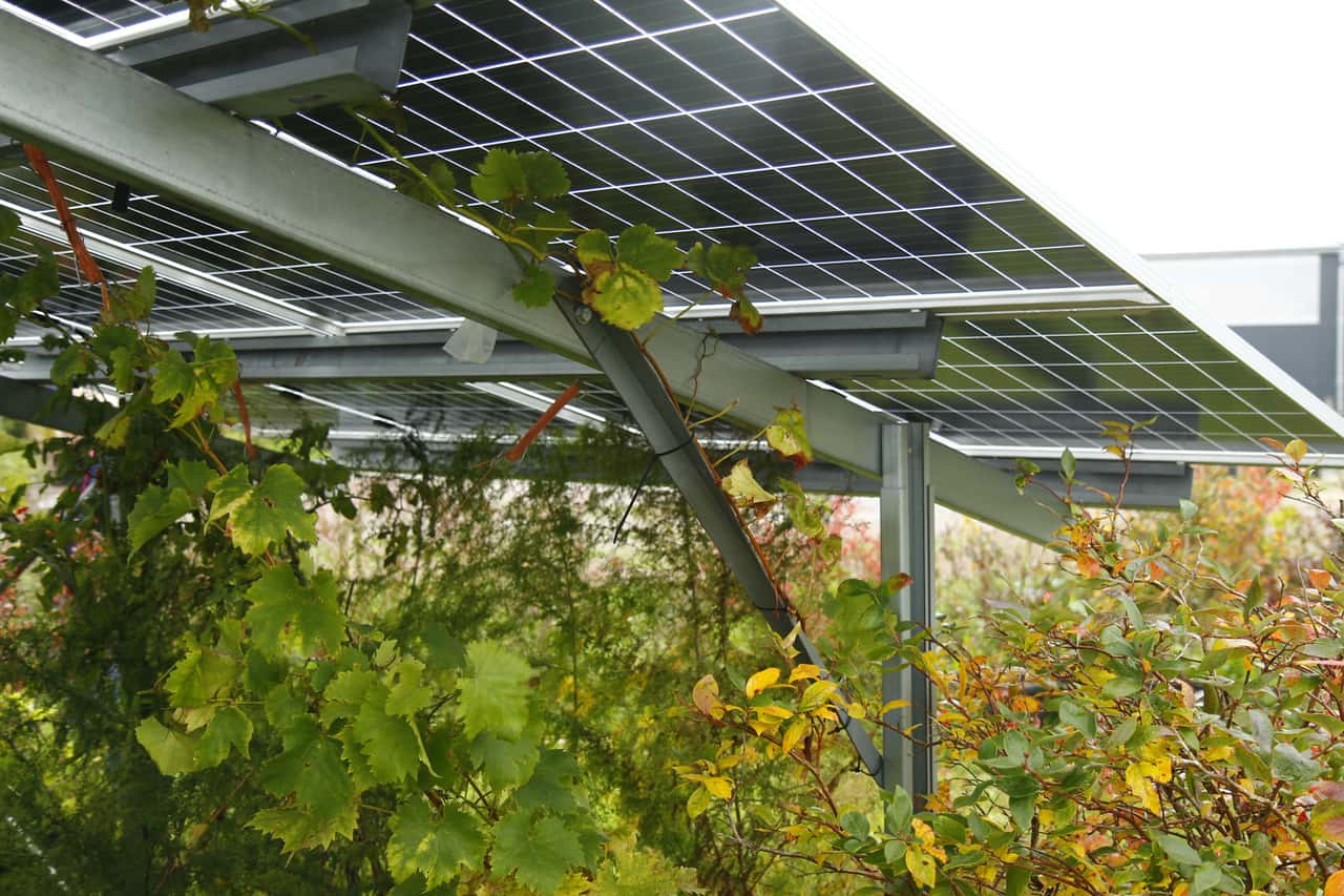 Agri-PV is actually not profitable