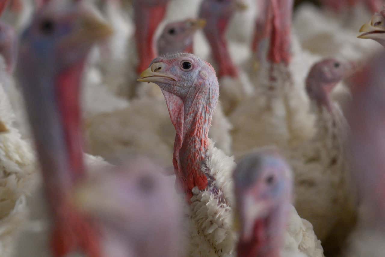 Newcastle disease outbreak - | What poultry farmers need to know now