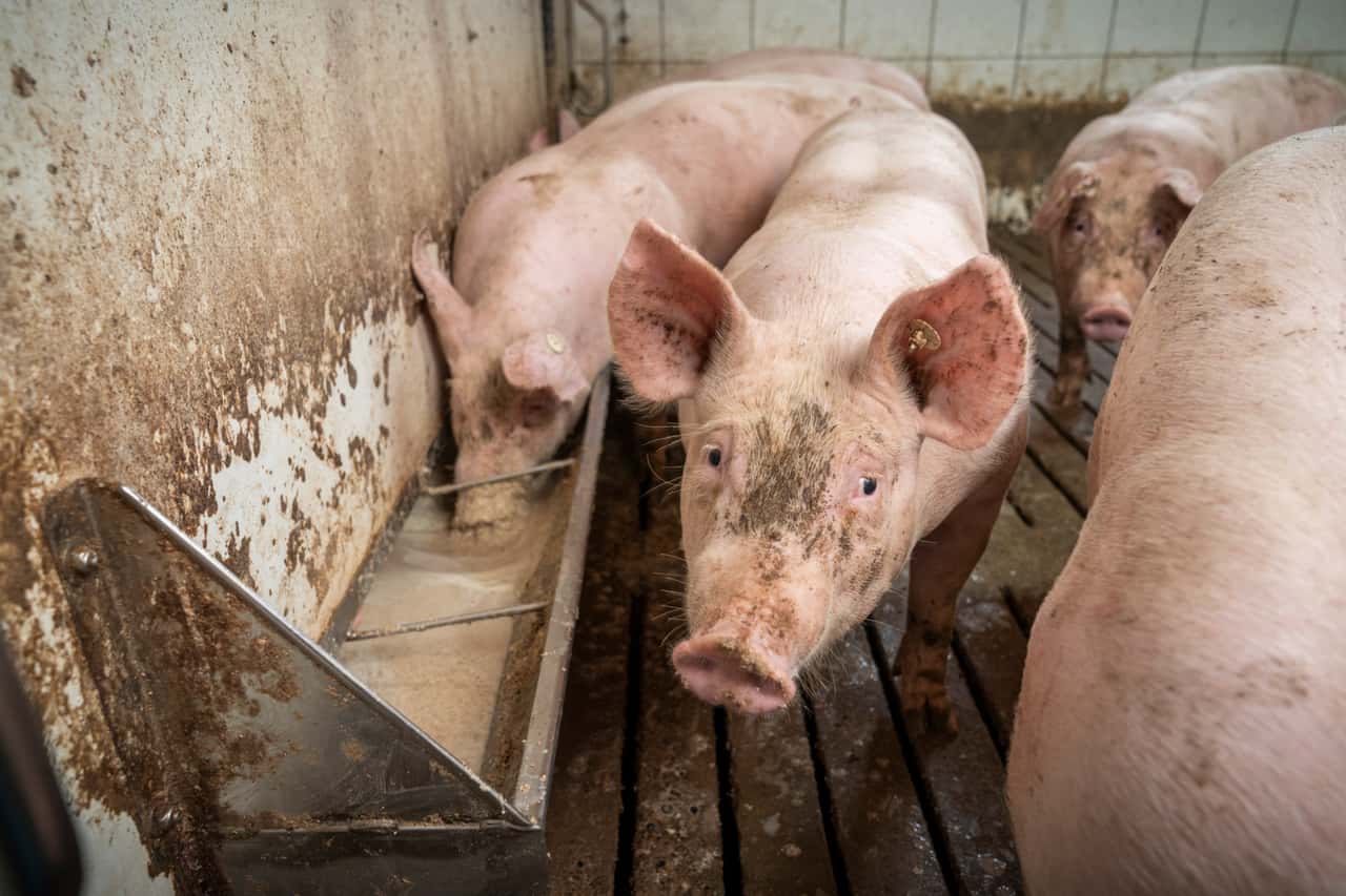 Edelstahl-Schweinefängerstange Mit Teleskopierbarem Griff – Tierkontrollstange Für Schweine, Hunde & Mehr