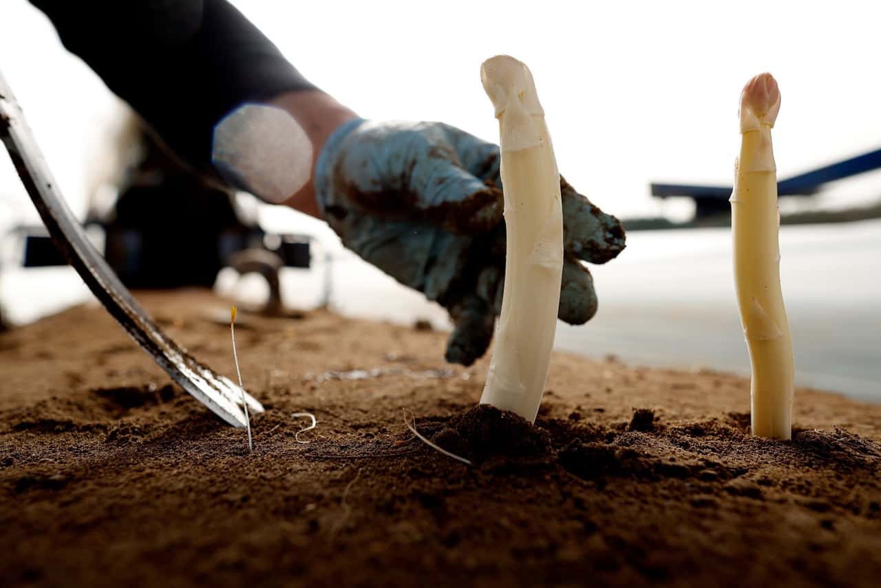 Minimum wage relaxations? Farmers angry about Germany's competitive ...