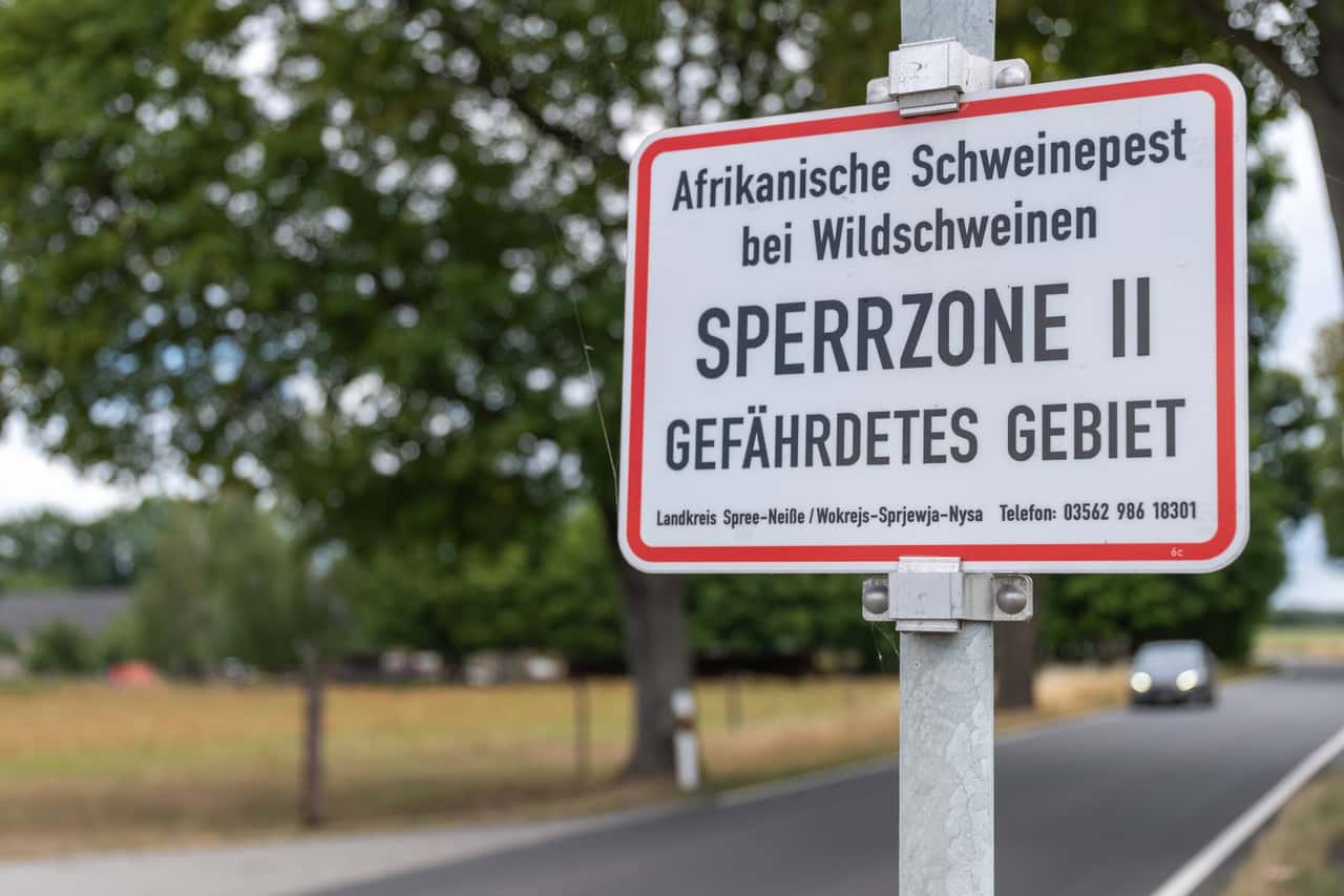 ASF: Brandenburg lifts further restricted zones