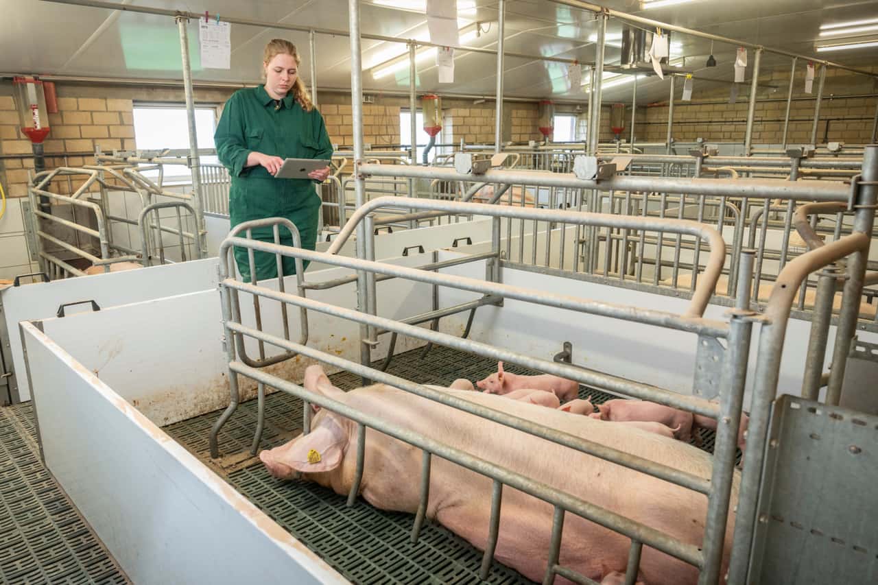Deutsche Schweinehaltung bedroht: Sauenhalter jetzt dringend unterstützen!