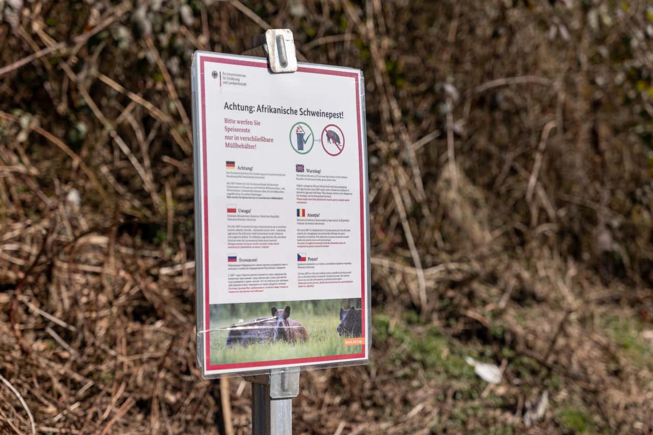 ASF restricted zones: North Rhine-Westphalia expands, Saxony lifts