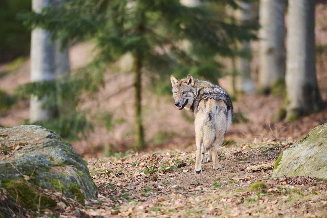 Wolf ins Bundesjagdgesetz aufgenommen