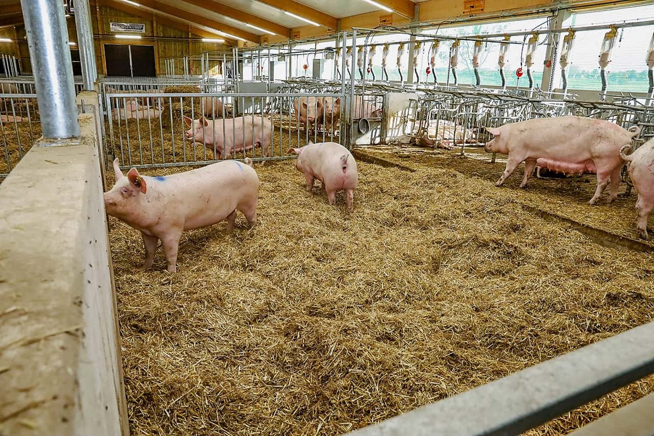 So sehen die neuen Sauenställe in Futterkamp aus