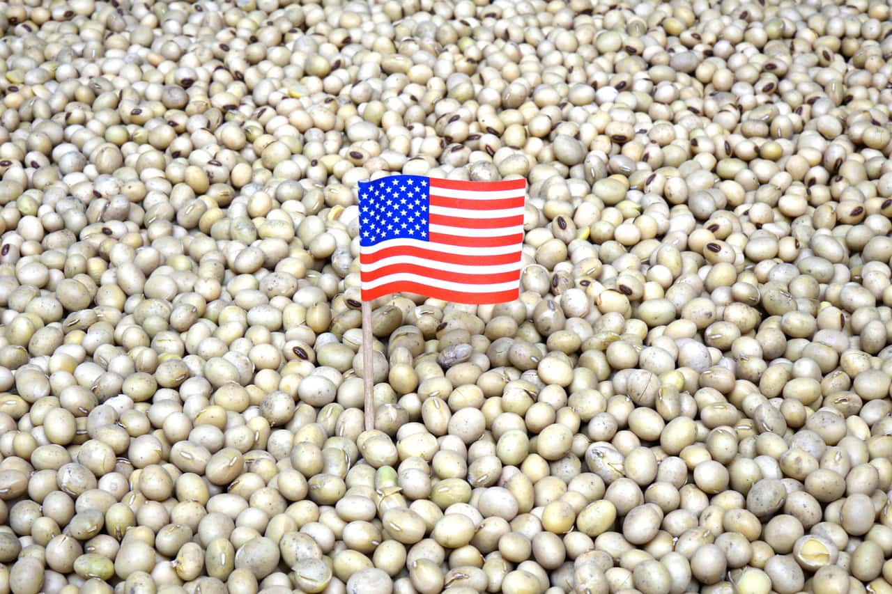 Origin of soybeans is said to influence broiler performance