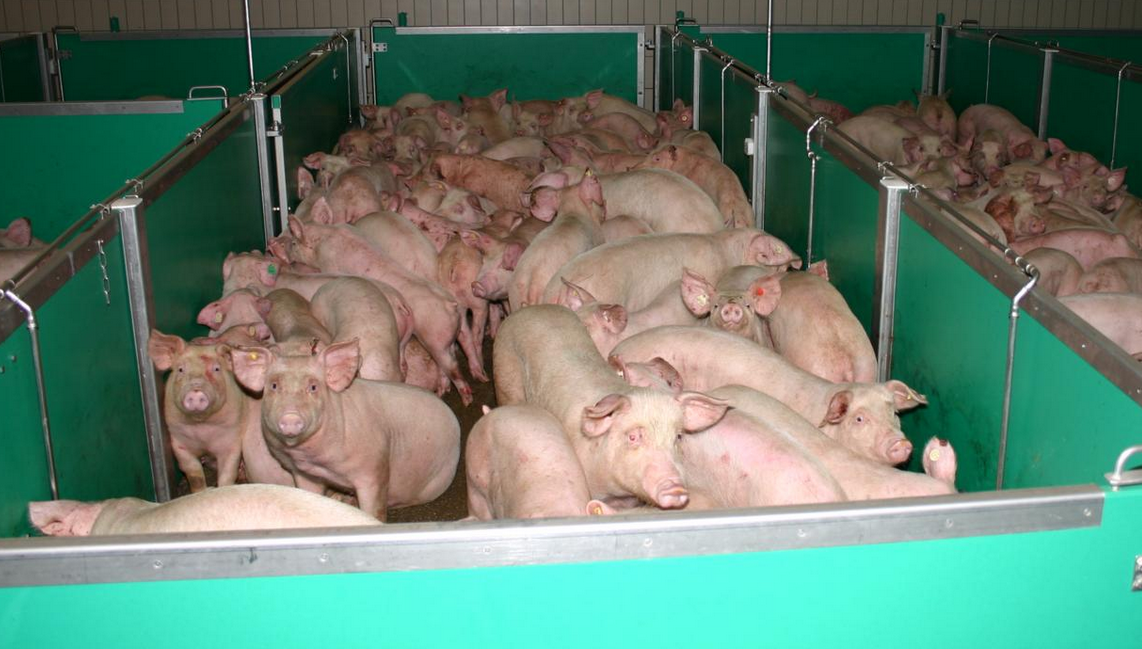 EU-Staaten schlachteten 2025 mehr Schweine