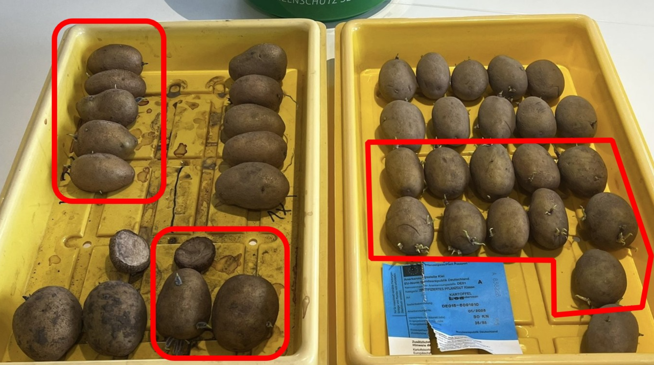 Gibberellinbeize: Mehr Knollen und früheres Auflaufen möglich