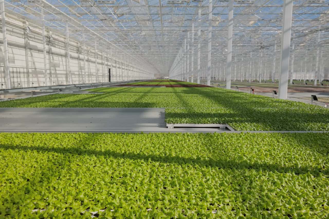 Bavaria: Rewe brings salad mixes from indoor farming to its stores