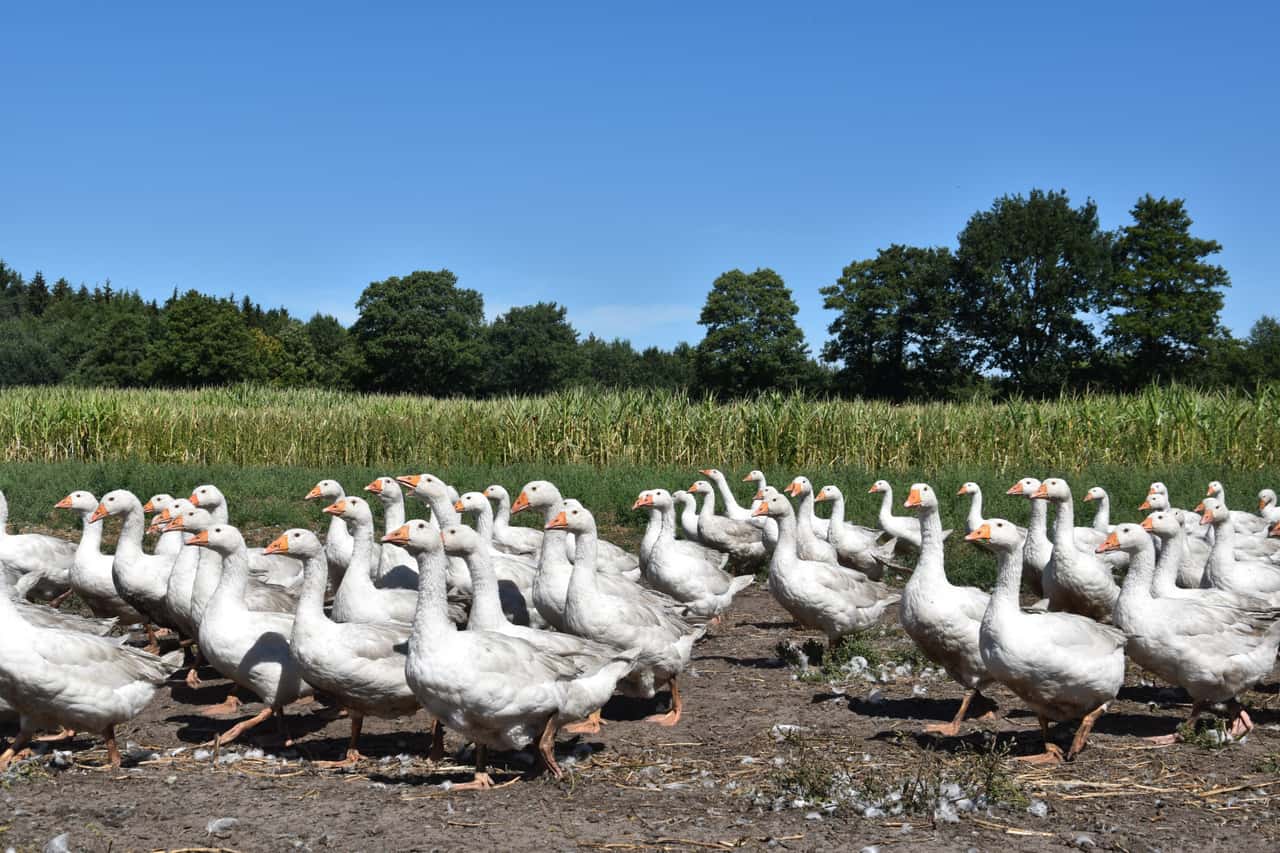 Goose farmer plans agri-PV system for animals