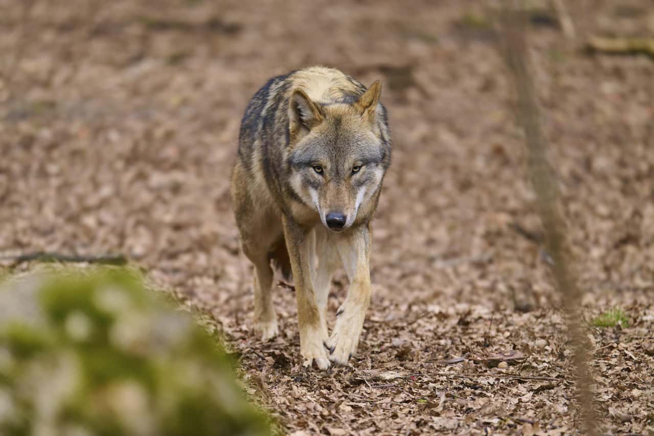 Bundesrat approves: Wolves to be included in the Federal Hunting Act