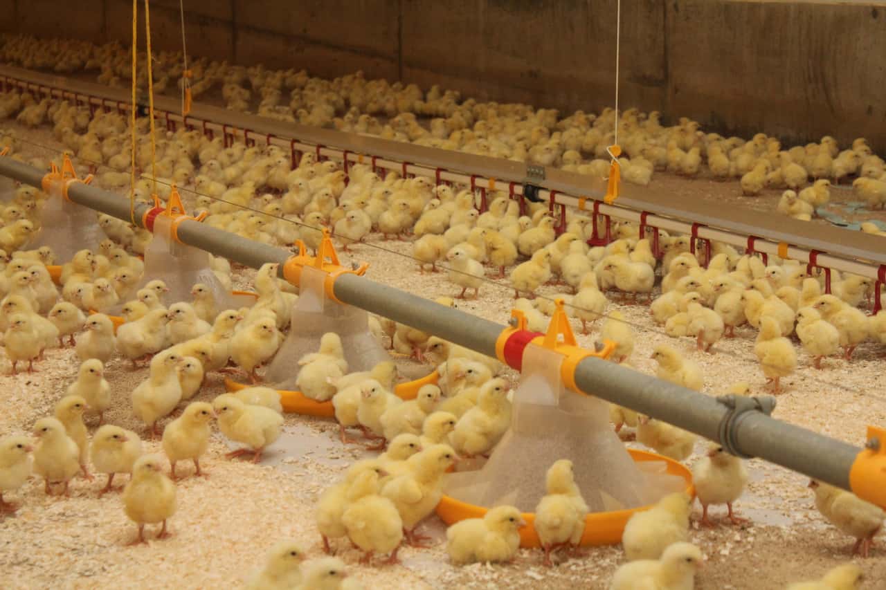 E. coli infection in broiler chickens—breeding for resistance as a ...