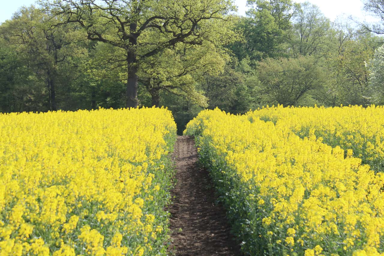 Rapeseed becomes a pawn of crude oil