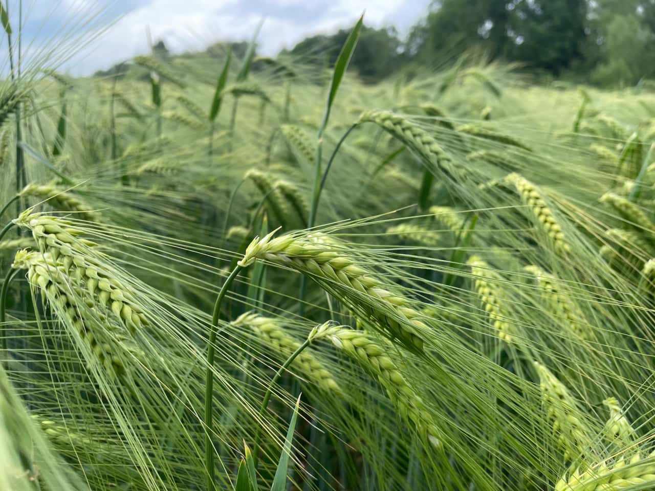 Großbritannien: Erste CRISPR/Cas-Nutzpflanze zugelassen