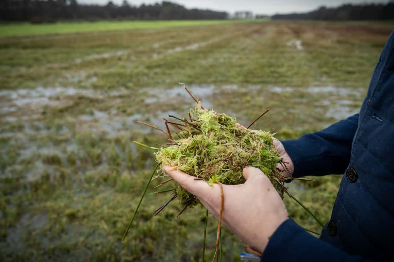 EU-Kommission genehmigt deutsche Moor-Förderung