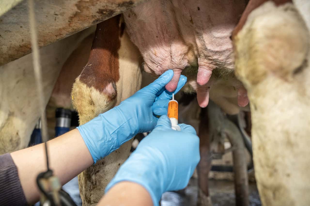 Fewer antibiotics in dairy barns: Selective dry cow therapy is on the rise