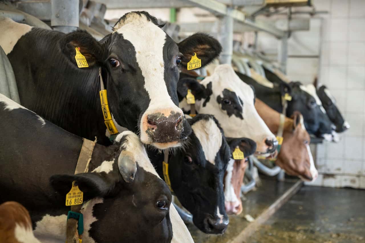 Unternehmensberatung sieht Milchbranche vor Zeitenwende