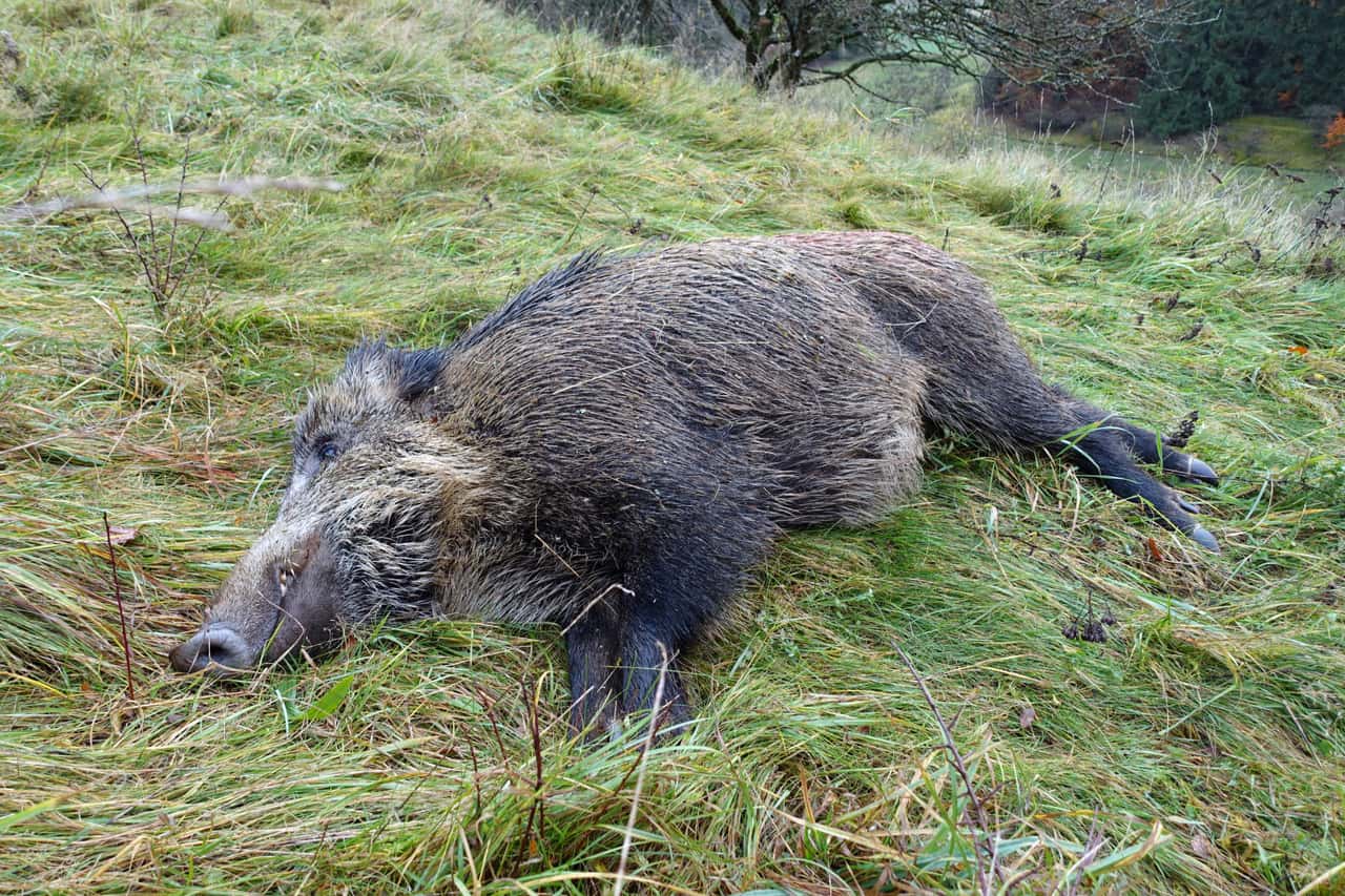 ASP in Estland: Soldaten sollen tote Wildschweine finden