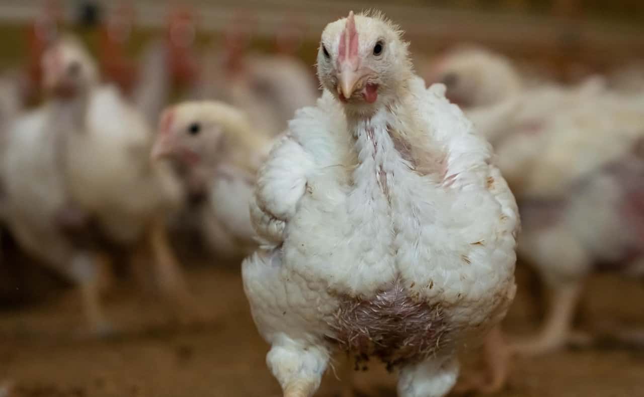 Spreading insect larvae promotes poultry welfare