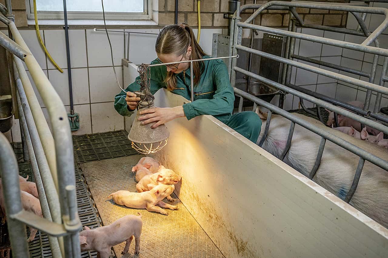 Ökonomie in der Ferkelerzeugung: Mehr Ferkel, mehr Geld?