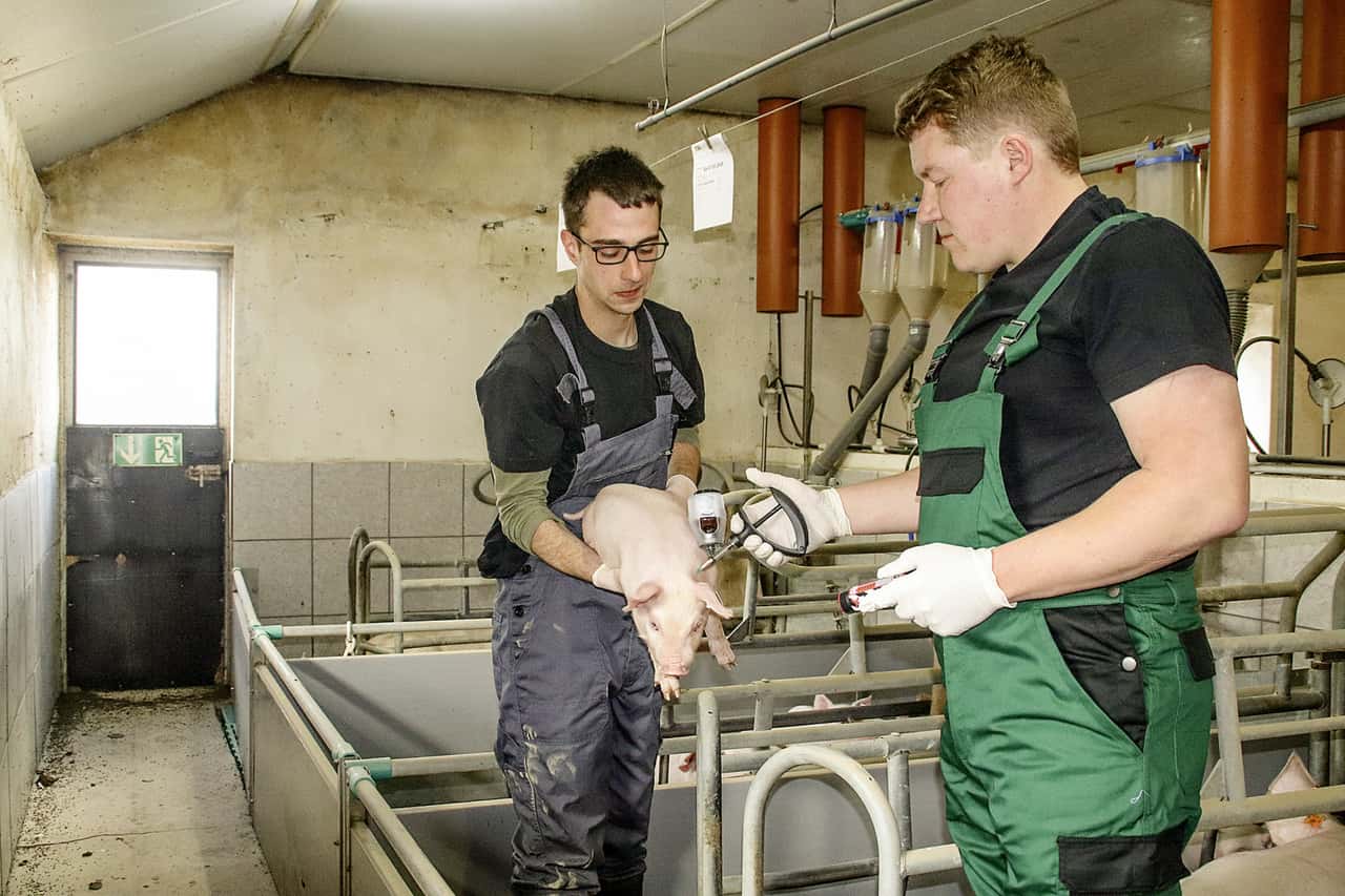 PRRS-im-Griff-dank-Impfung-und-Hygiene
