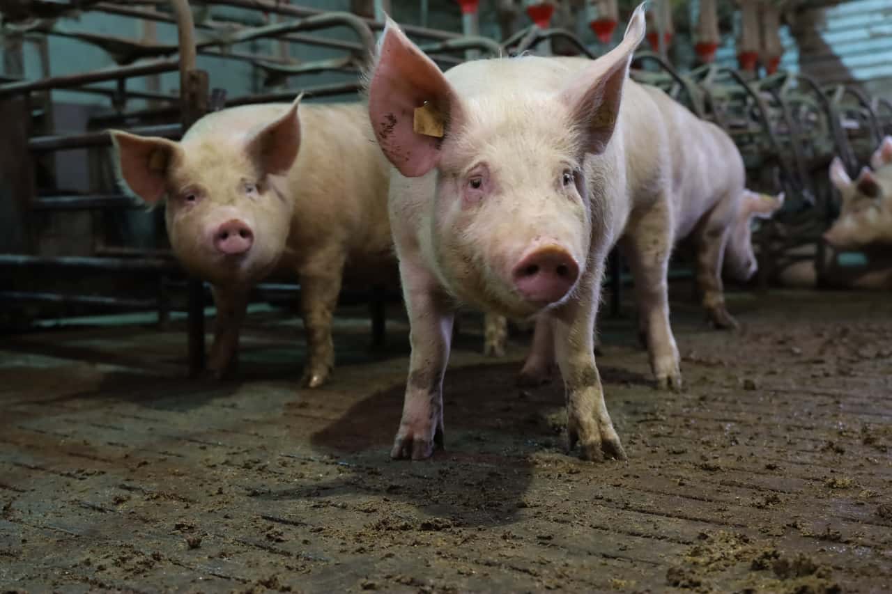 THKG-Novelle: Schweinehalter sehen ihre Vorschläge im Ministerium ...