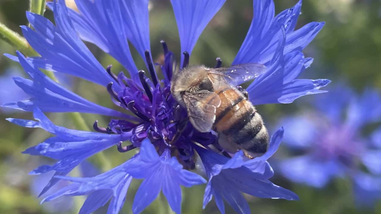 World Bee Day: Flowering Areas, Honey, and Bee Counting via Smartphone in ...