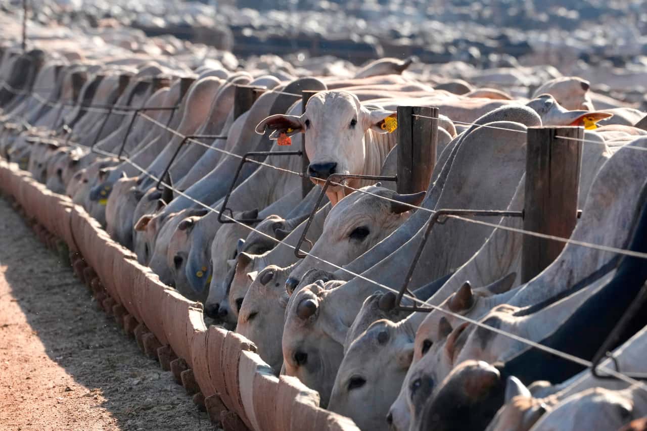 Reizthema Mercosur: Viele Leser sehen den EU-Rindfleischmarkt bedroht