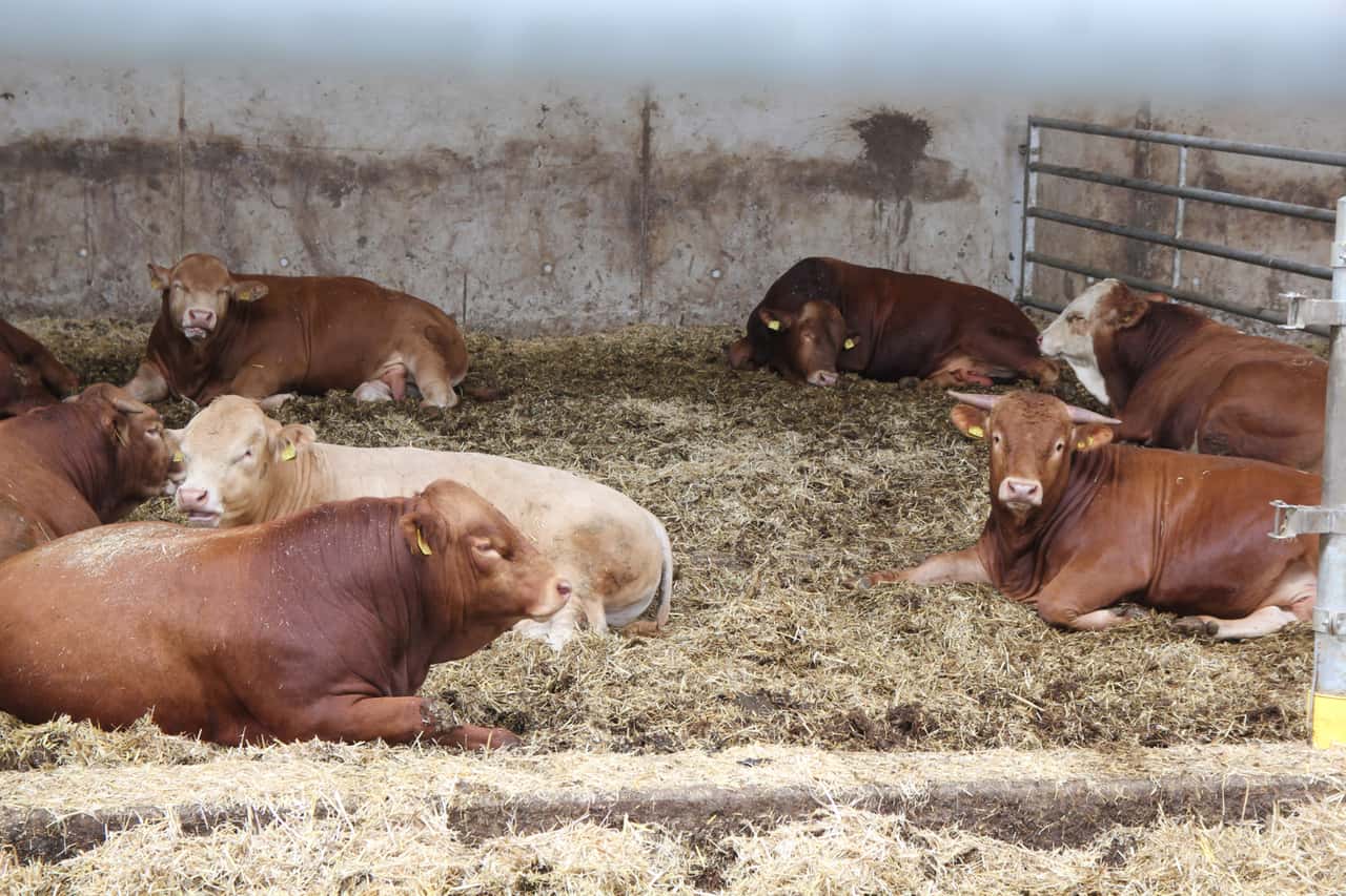 ITW launches animal welfare programs in HF 3 and HF 4 for cattle fattening
