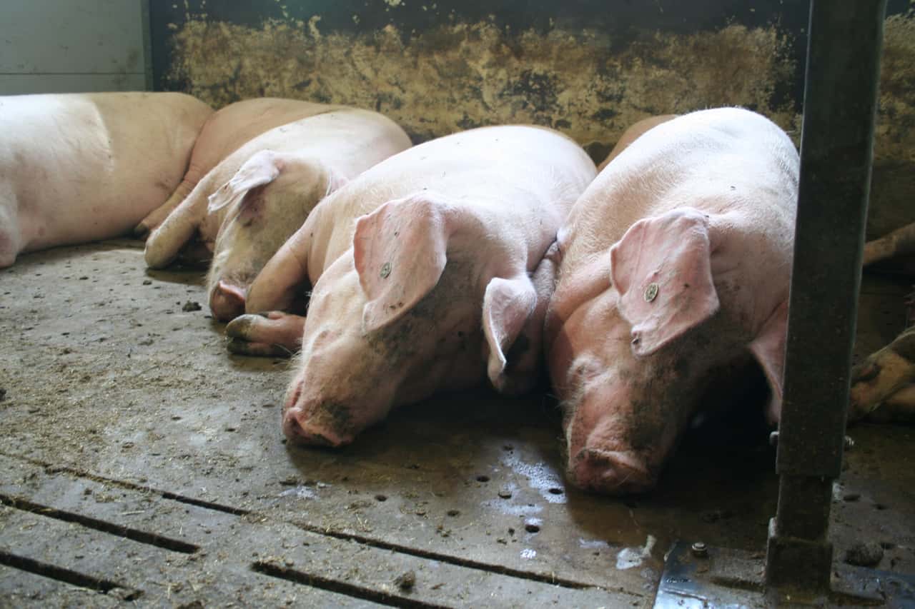 Ferkelerzeugung: Hitzestress im Wartestall senkt Zunahmen der Nachkommen