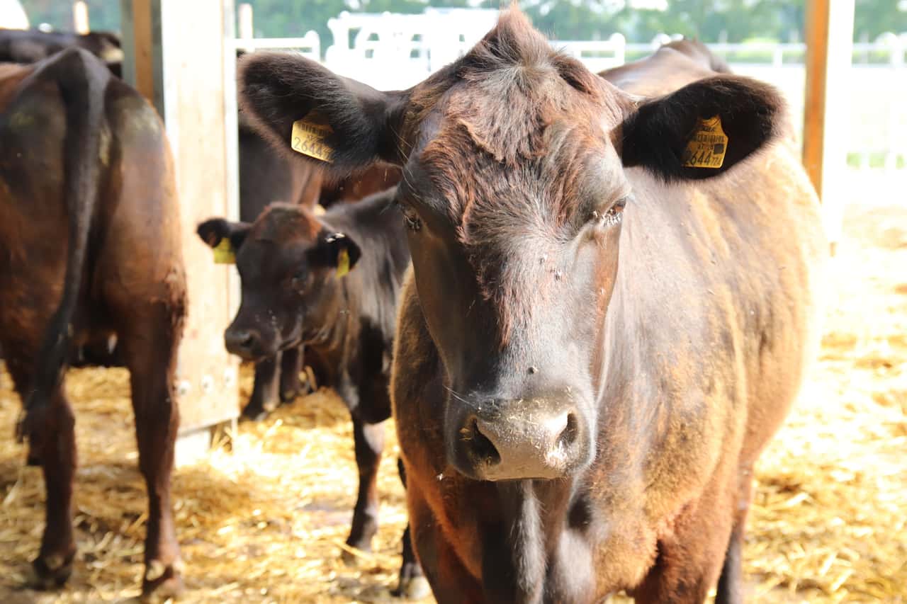 Tiere-nicht-identifizierbar-Farmer-muss-271-gesunde-Rinder-keulen-lassen