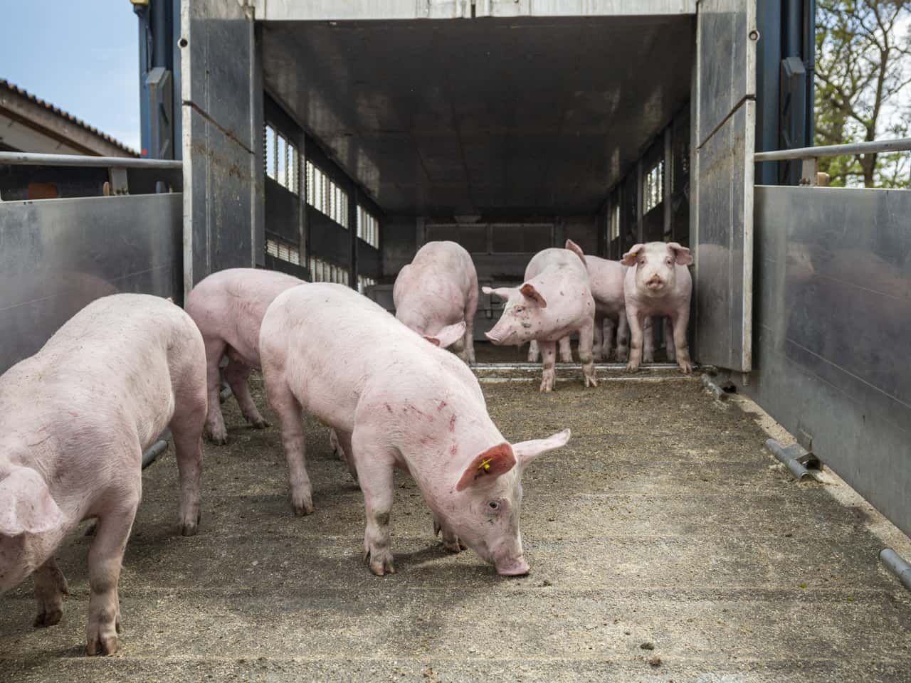 Ferkelmarkt-Zuk-nftig-drohen-Engp-sse
