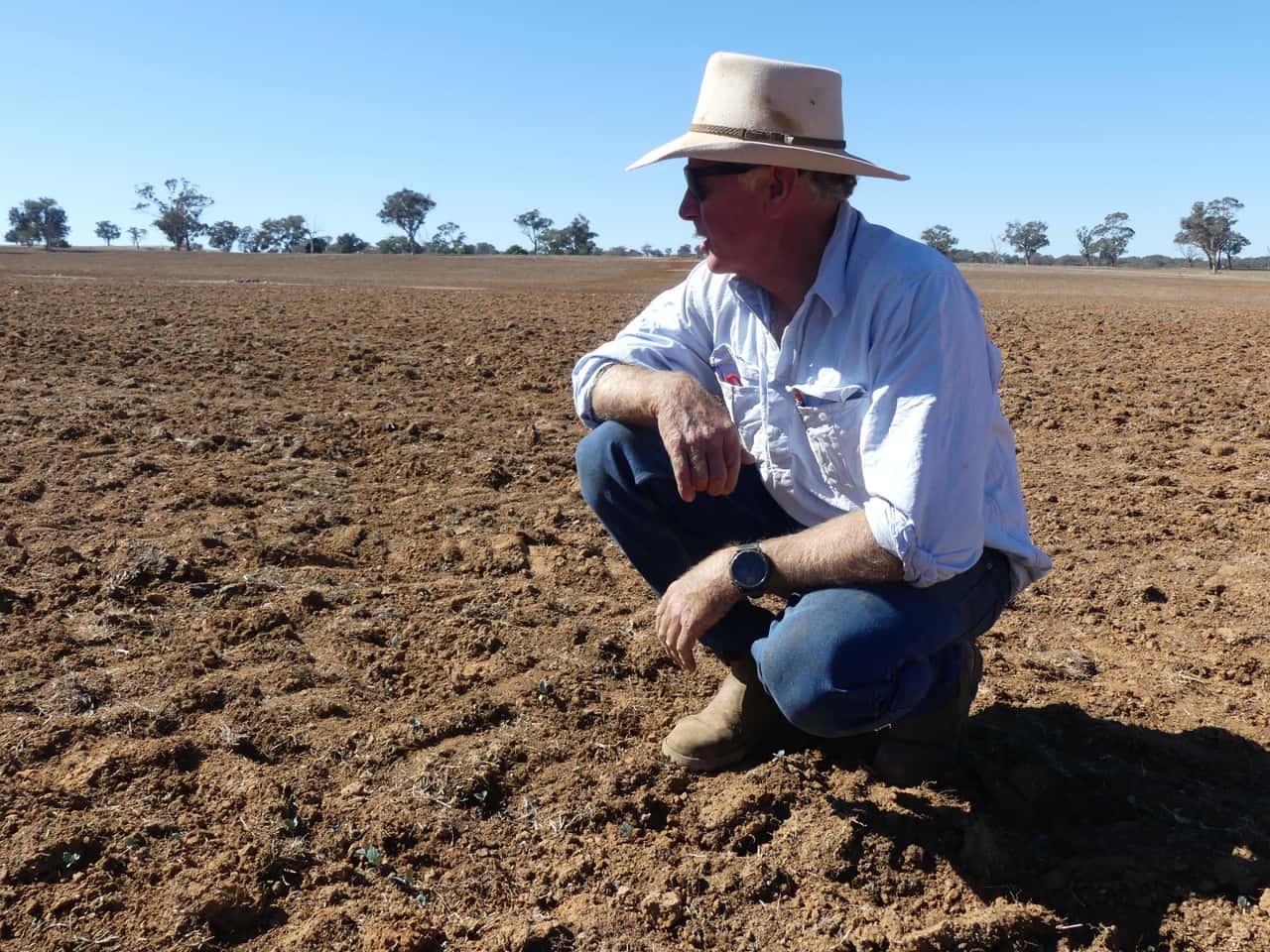 Trockenheit-und-teurer-D-nger-bremsen-Rapsanbau-in-Australien-aus