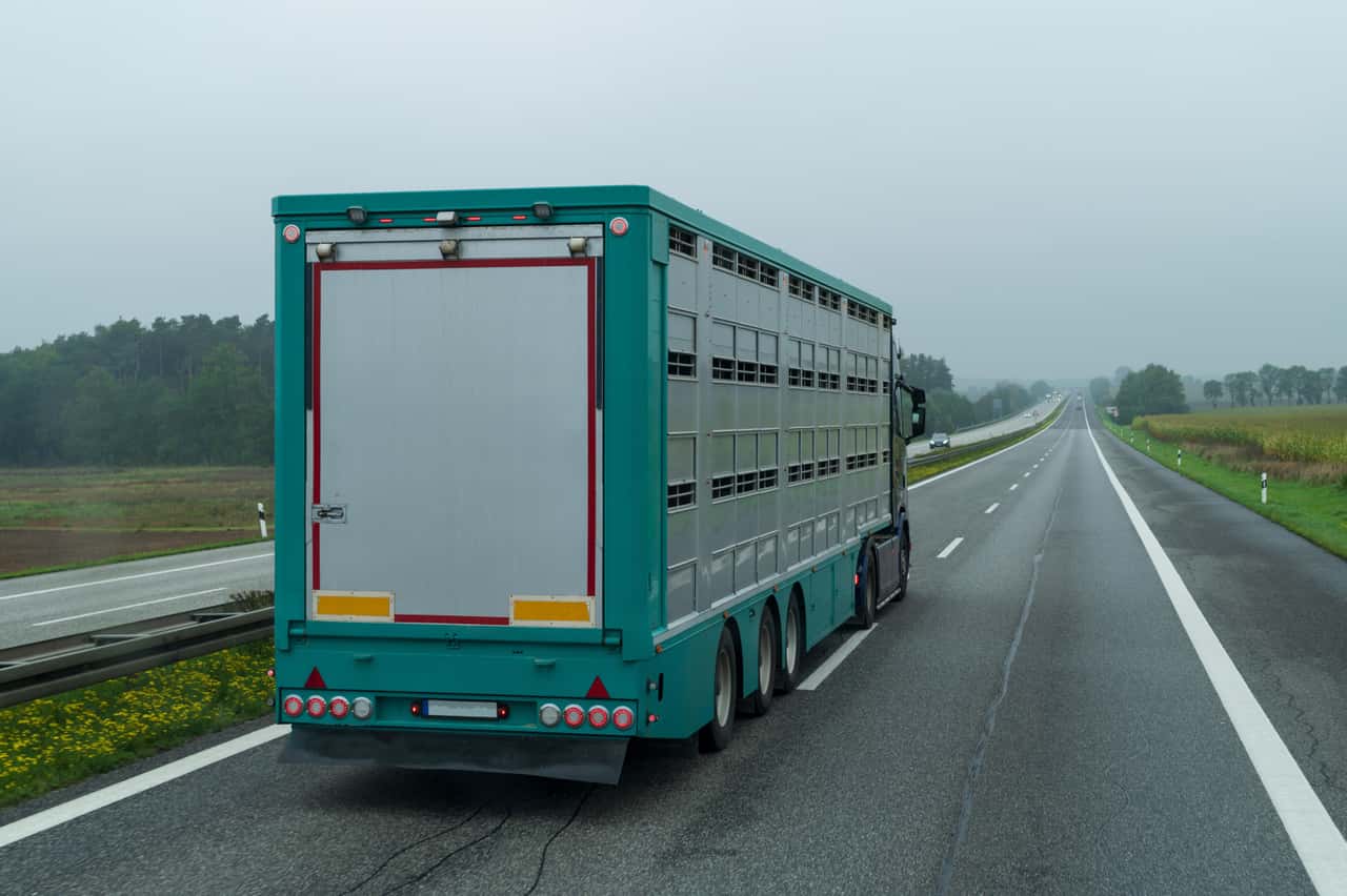 244-geklaute-Rinder-Blauer-Tiertransporter-jetzt-im-Fokus-der-Ermittler
