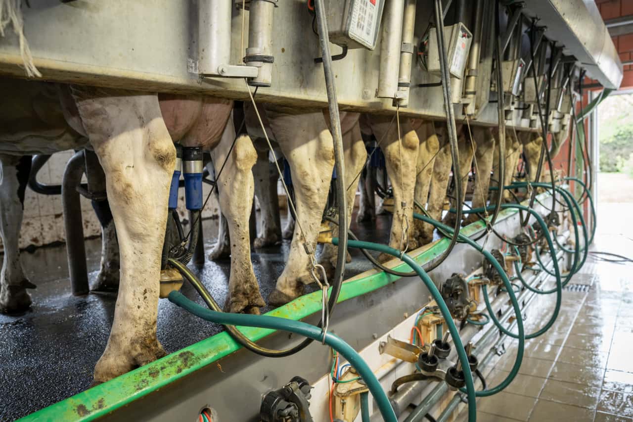 Milchanlieferung-in-der-EU-bleibt-ber-Vorjahresniveau